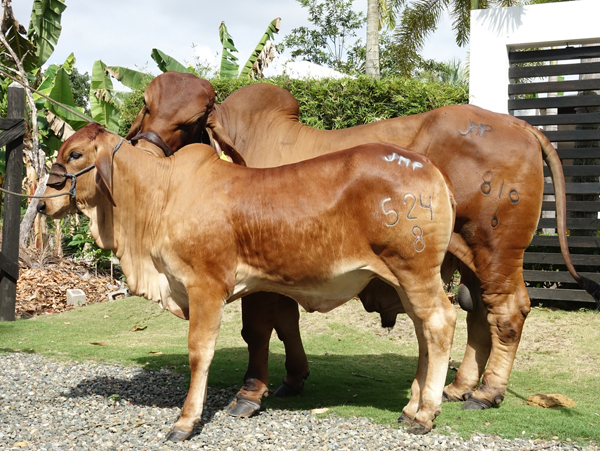 ejemplares de afiliarse