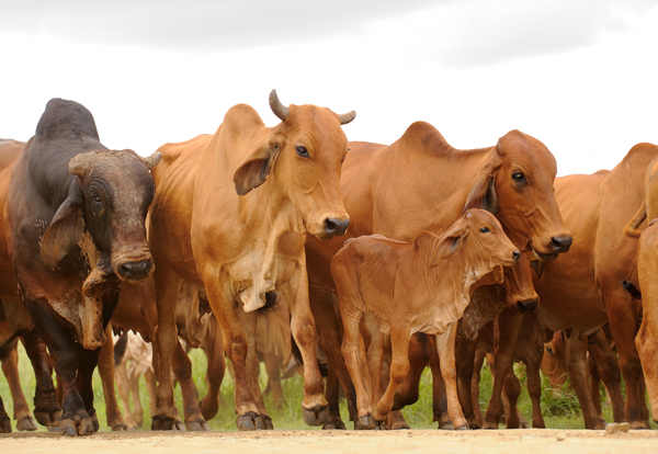 registro nacimiento Asocebú
