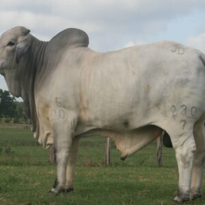JADL CATRIN T.E 230/7