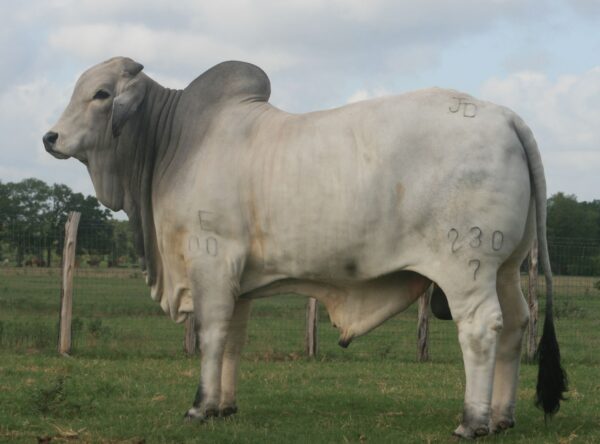 JADL CATRIN T.E 230/7